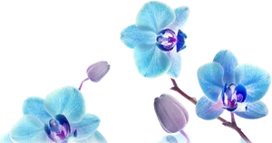 Blue Orchid Blooms Transparent Background PNG