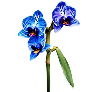 Blue Orchid PNG 05242024