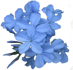 Blue Plumeria Blooms PNG image