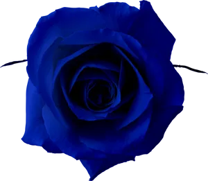 Blue Rose Black Background