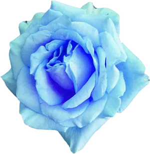 Blue Rose Isolatedon Black Background