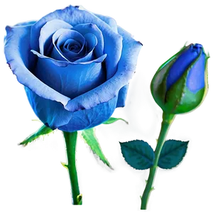 Blue Rose Png Uso PNG image