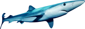Blue Shark Swimming Profile PNG image