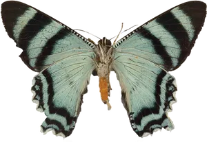 Blue Striped Butterfly Spread Wings PNG image