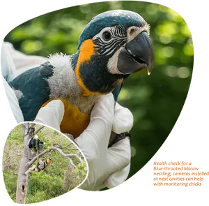 Blue Throated Macaw Health Check PNG image