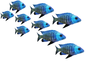 Blue Tropical Fish School900x675 PNG image