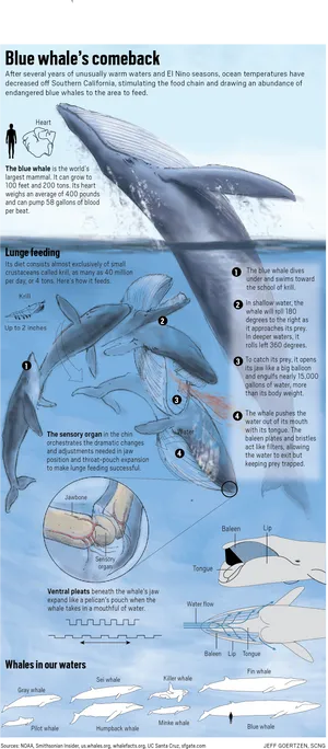 Blue Whale Feeding Infographic PNG image
