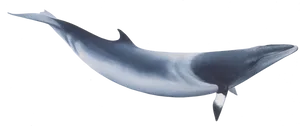 Blue Whale Illustration PNG image