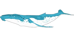 Blue Whale Illustration