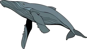 Blue Whale Illustration