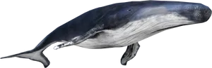 Blue Whale Side View.png