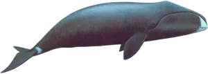 Blue Whale Silhouette PNG image