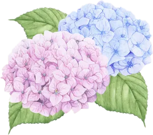 Blueand Pink Hydrangea Watercolor PNG image