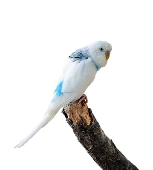 Blueand White Budgerigaron Branch