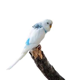 Blueand White Budgerigaron Branch