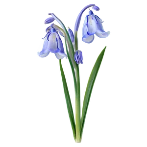 Bluebell Flower Transparent PNG 27 PNG