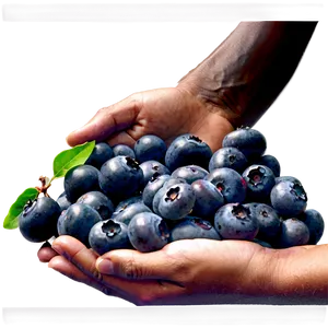 Blueberries In Hand PNG 89