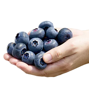 Blueberries In Hand PNG Yjw
