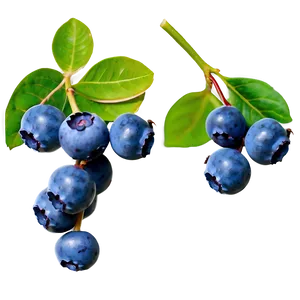Blueberries On Tree PNG 30