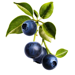 Blueberries On Tree PNG Lgo