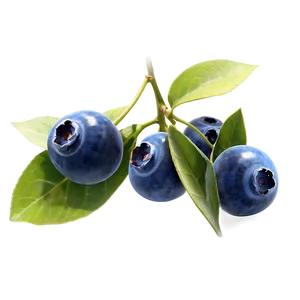 Blueberries On Vine PNG 05242024