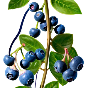 Blueberries On Vine PNG Cwj41 PNG