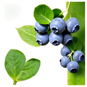 Blueberries On Vine PNG Sdl PNG