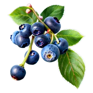 Blueberries With Flowers PNG 05242024