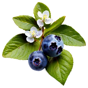 Blueberries With Flowers PNG Iyl32