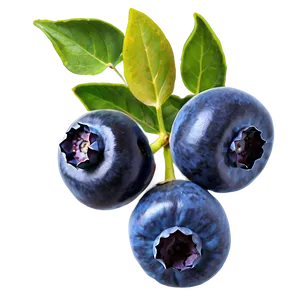 Blueberries With Leaves PNG 05242024