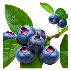 Blueberry Bunch PNG 05242024