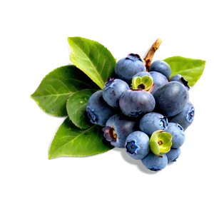 Blueberry Harvest Png Hfx PNG image