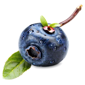 Blueberry Macro PNG 83