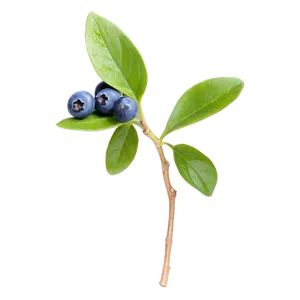 Blueberry Sprig PNG Xgh PNG