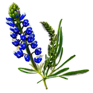 Bluebonnet A PNG image