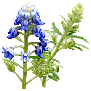 Bluebonnet At Dusk PNG 06272024