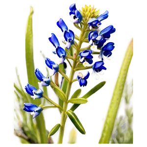 Bluebonnet At Dusk PNG 35