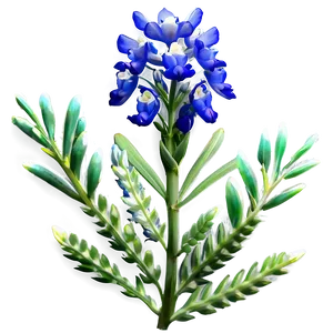 Bluebonnet At Dusk PNG Qxf80 PNG