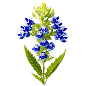 Bluebonnet B PNG image