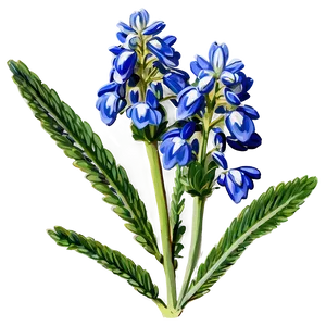 Bluebonnet Botanical Art PNG 43