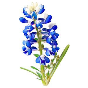 Bluebonnet Botanical Art PNG 81