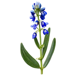 Bluebonnet Botanical Art PNG Eww