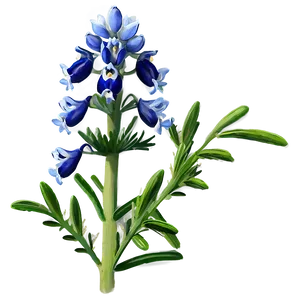 Bluebonnet Botanical Art PNG Jvh