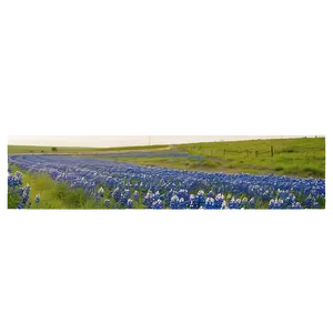 Bluebonnet Country Road Png Ktb PNG image