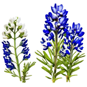 Bluebonnet Festival PNG 18
