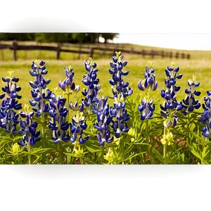 Bluebonnet Festival PNG 36