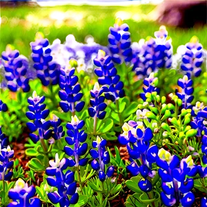 Bluebonnet Festival PNG Isy