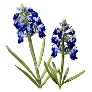 Bluebonnet In Soft Light PNG 06272024