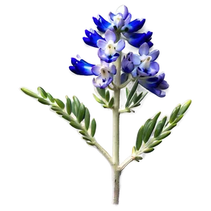 Bluebonnet In Soft Light PNG Ivc67