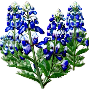 Bluebonnet Natural Habitat PNG 06272024